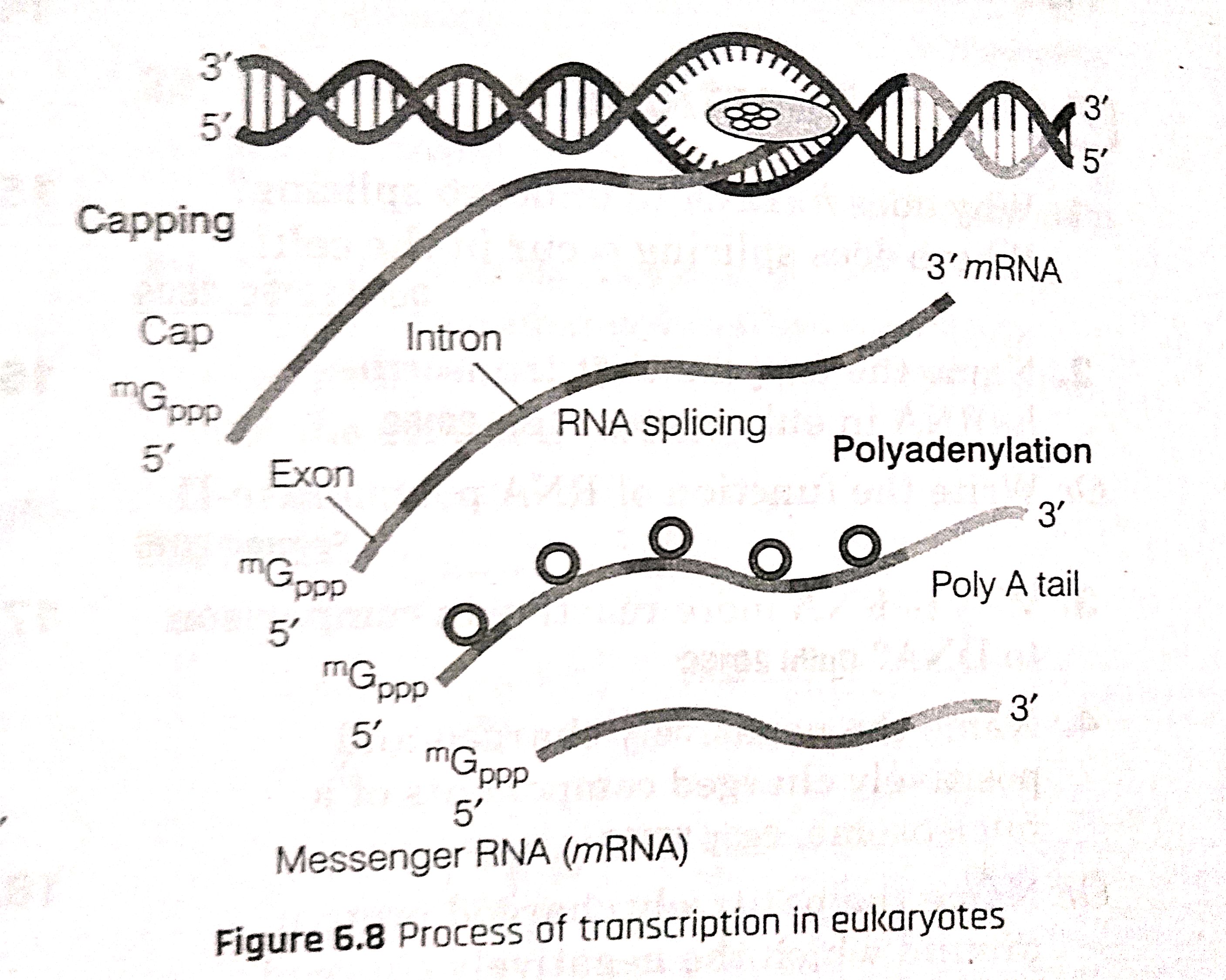 Diagrams from molecular basis of inheritance -New doc 18-Aug-2020 13.03-7.jpg